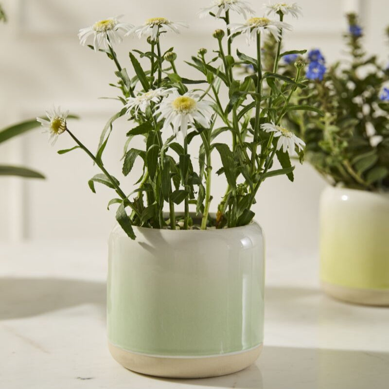 Skyway Pot -5.25" (light green)