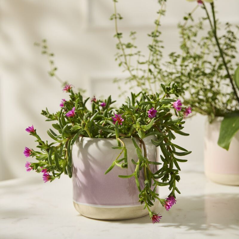 Skyway Pot -5.25" (light purple)