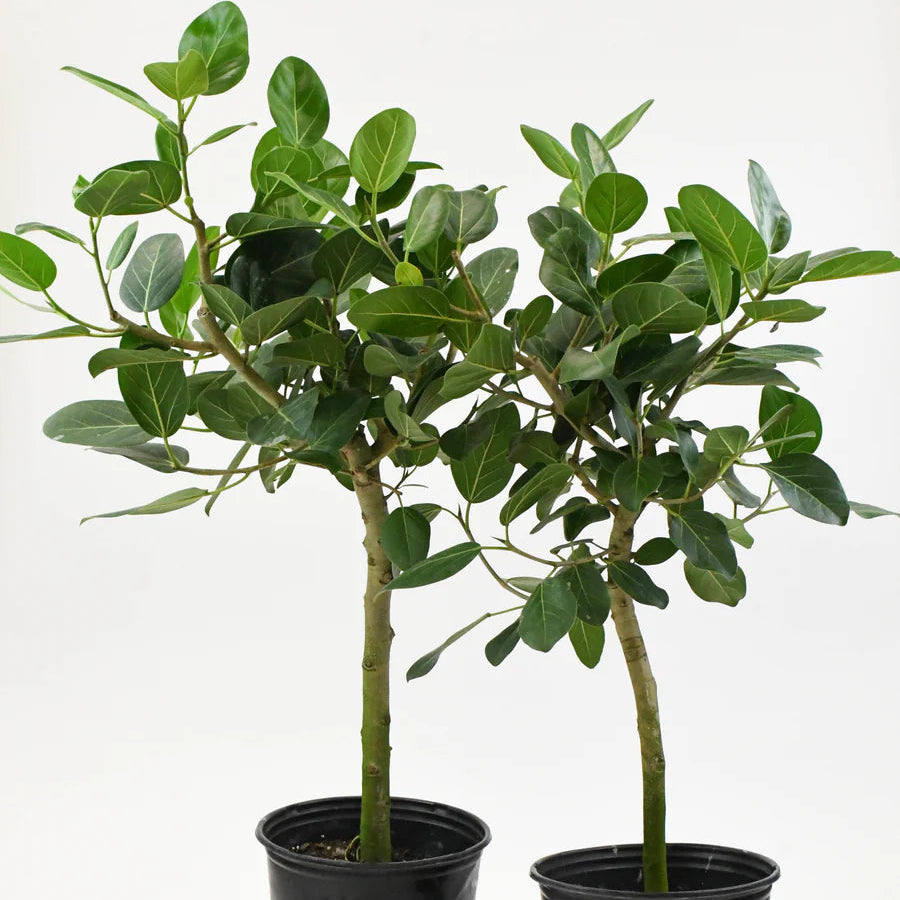 Ficus audrey - 10" standard