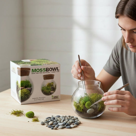 Mossbowl Glass Terrarium