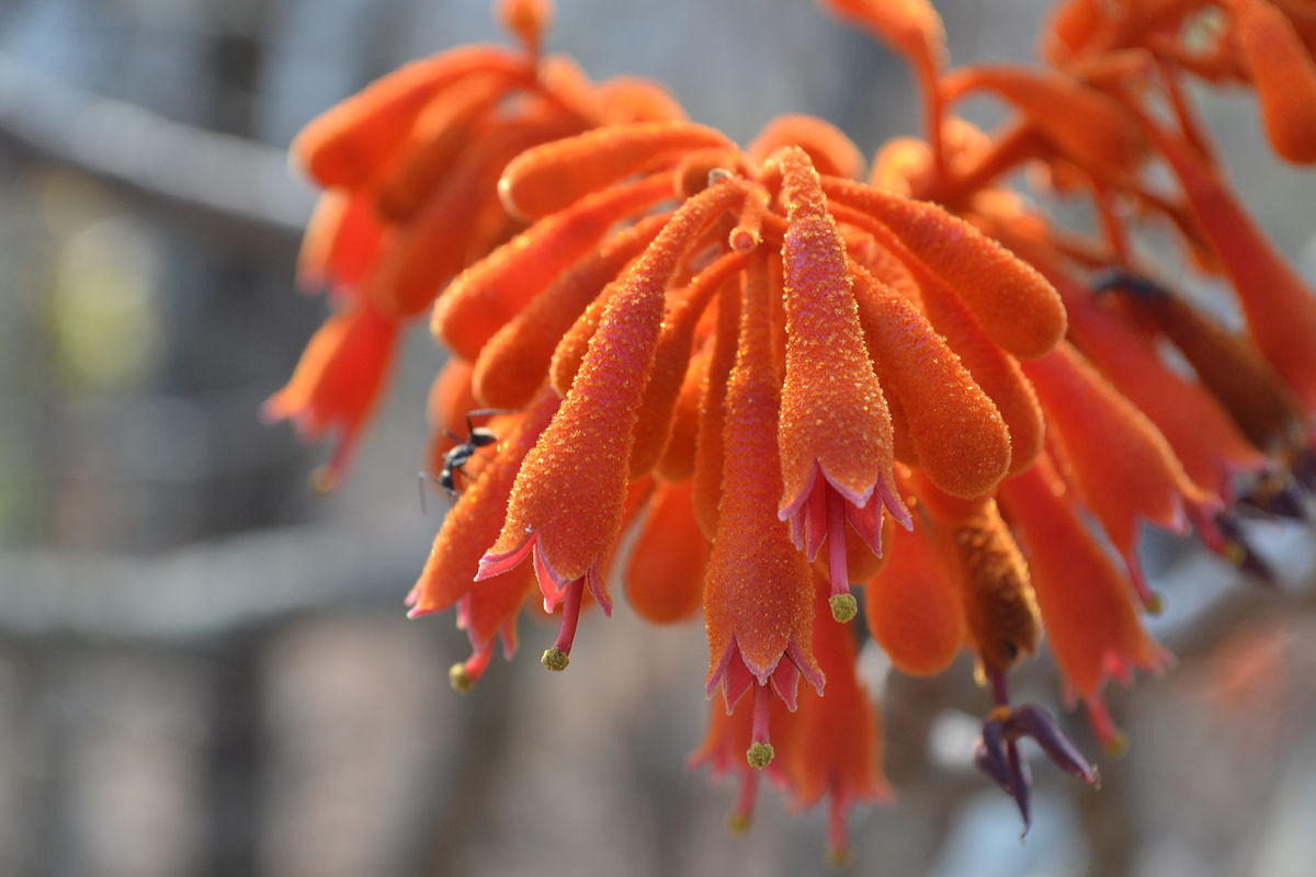 Sterculia colorata