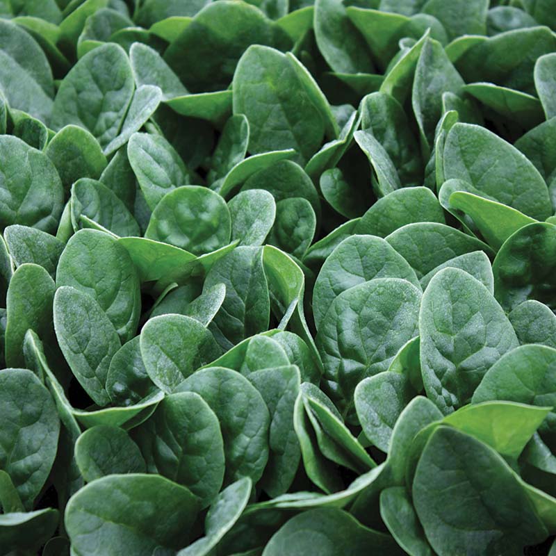 Spinach Seaside - 3.5"