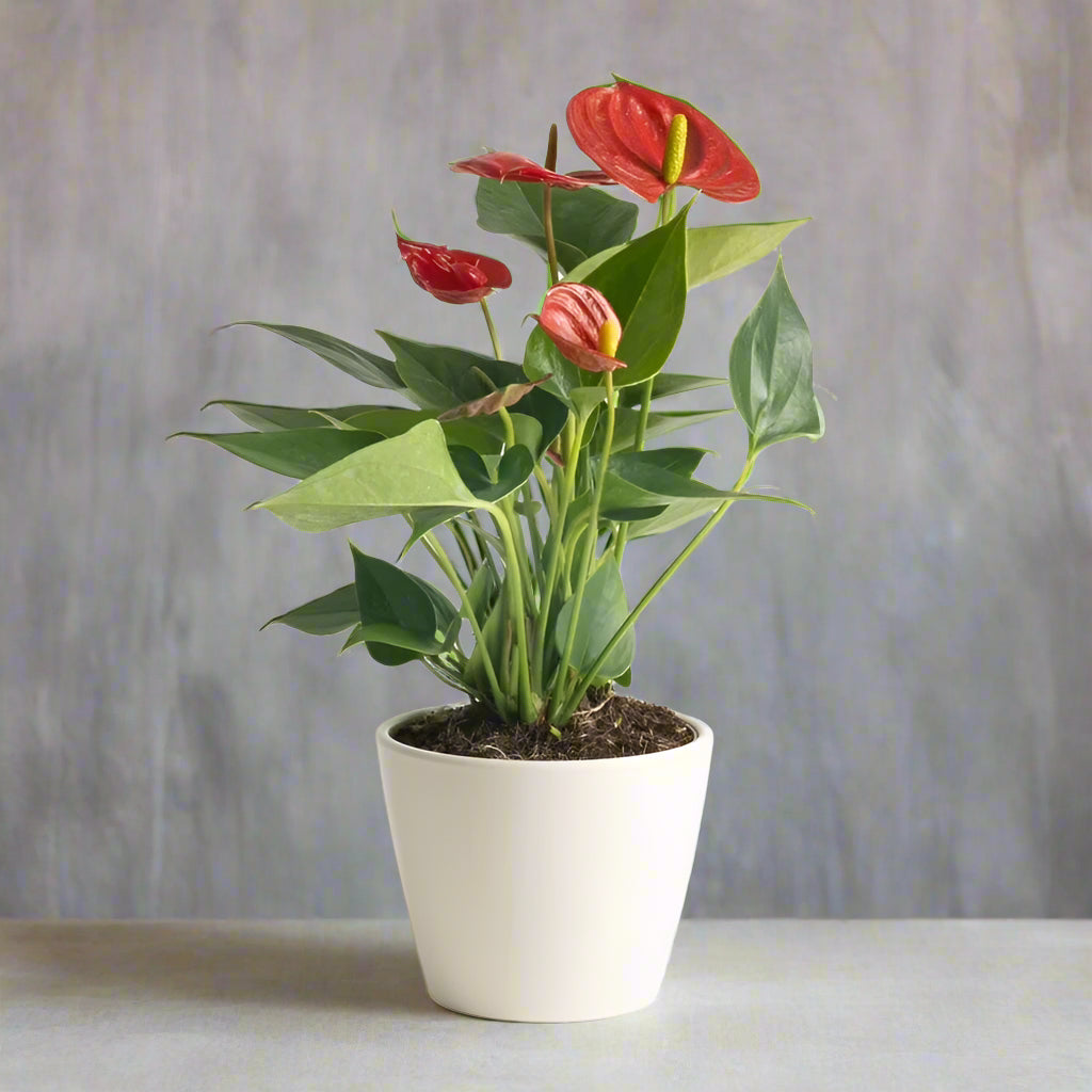 Anthurium andreanum - assorted 12"