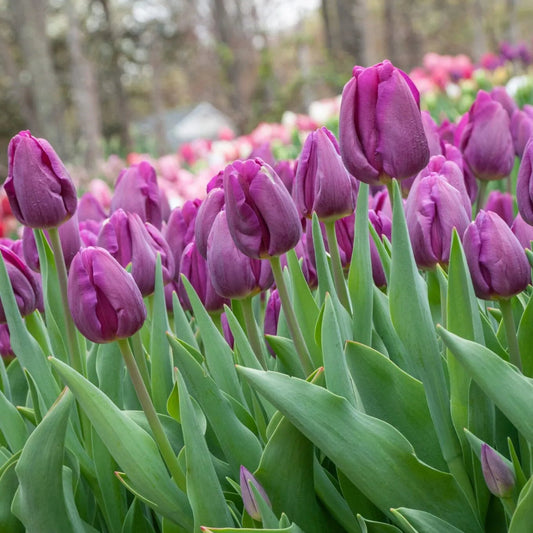 Tulips - purple (4")