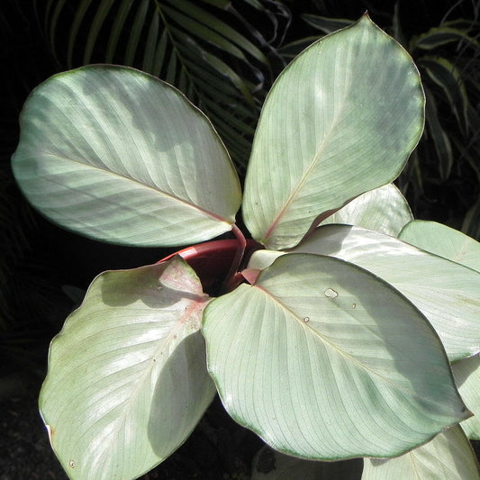 Calathea 'Silver Plate - 4"
