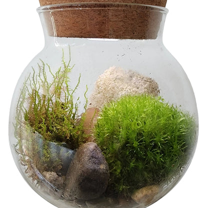 Mossbowl Glass Terrarium