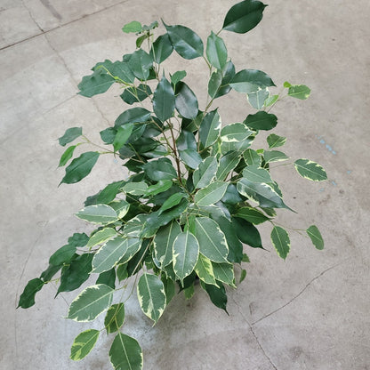 Ficus benjamina variegata  - bush