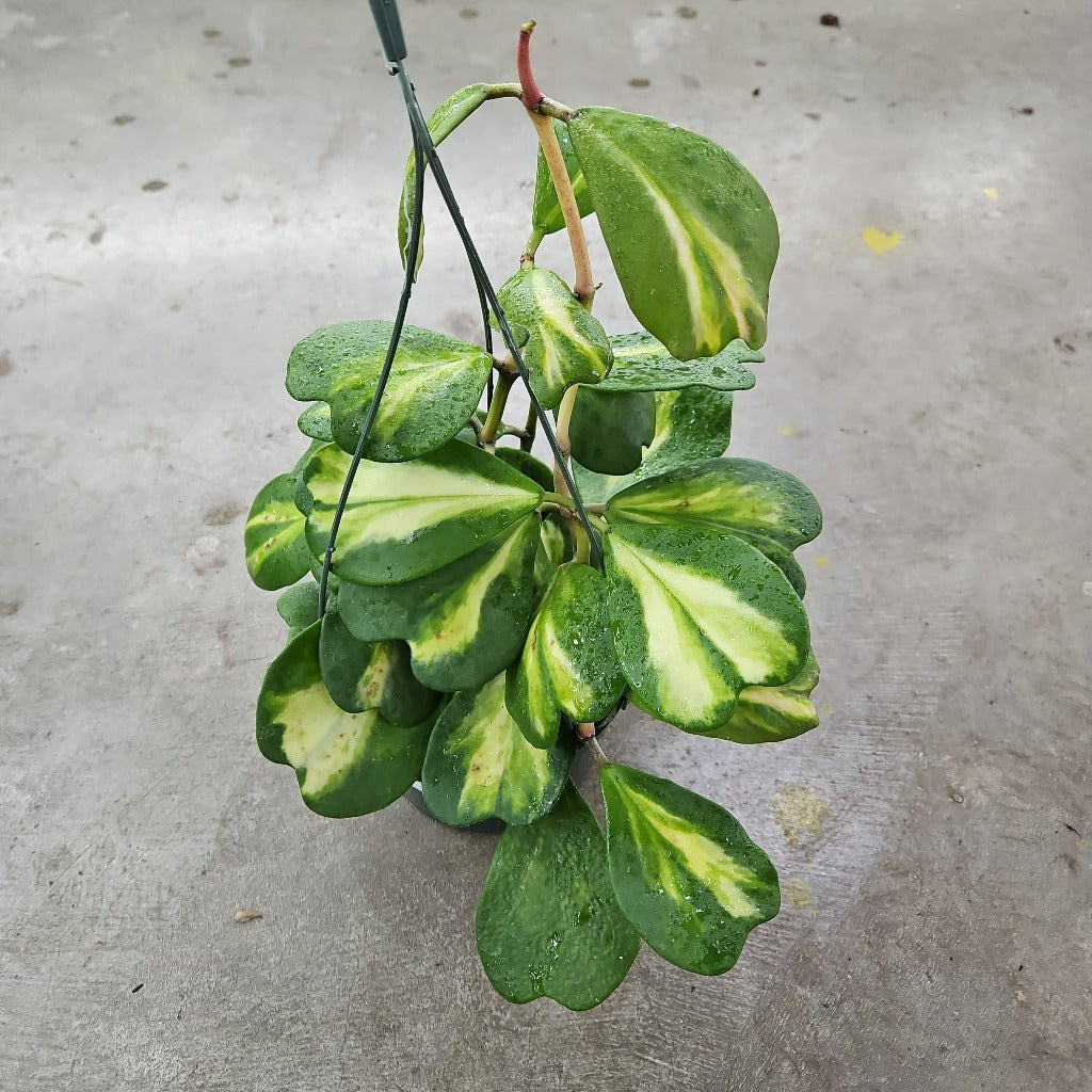 Hoya kerrii 'Variegata Reversa' - HB 6"