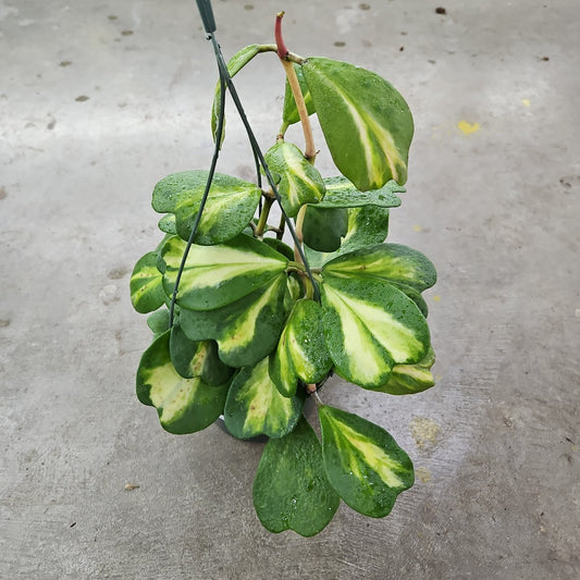 Hoya kerrii 'Variegata Reversa' - HB 6"