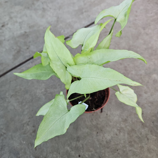 Syngonium podophyllum 'Silver Fox' -2"
