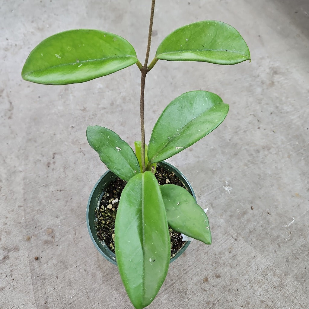 Hoya skinneriana 'Dee's Big One' - 4