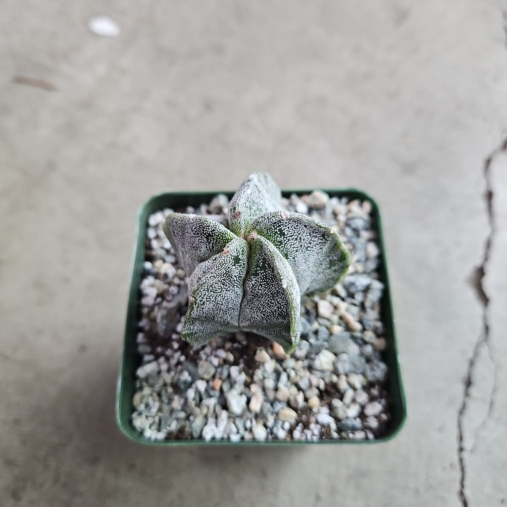 Astrophytum myriostigma var. nudum - 4