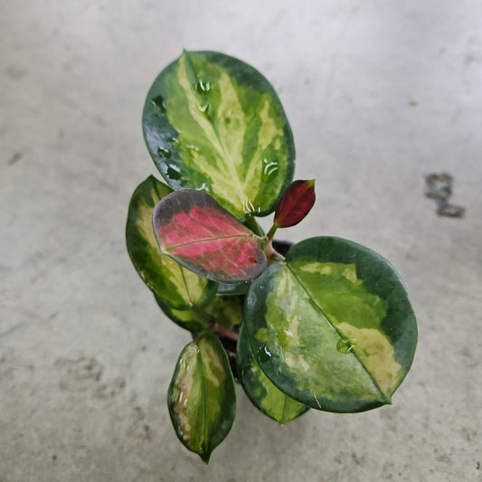 Hoya australis lisa - 2"