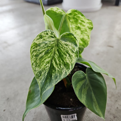 Philodendron hederaceum variegated - 4"
