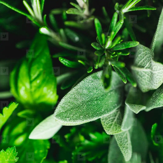 Herb - Trio
