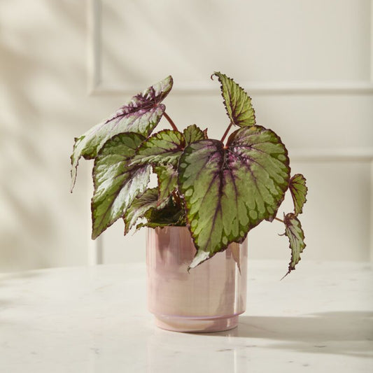 Passion Pot - 5"