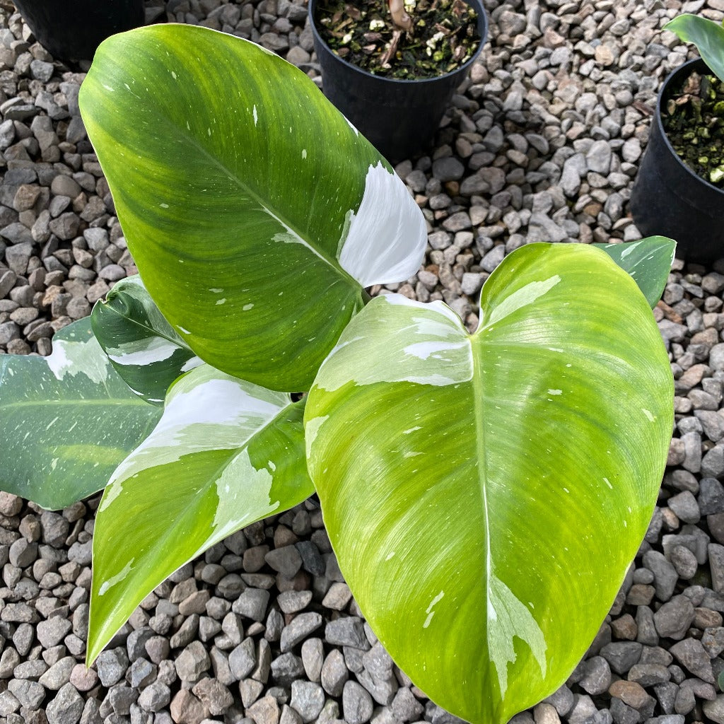 Philodendron 'White Princess' - 6