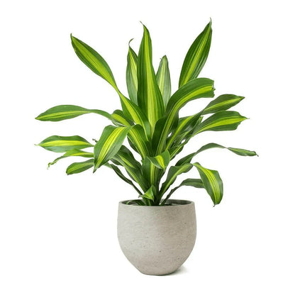 Dracaena fragrans 'Cintho' - 6" (cane)