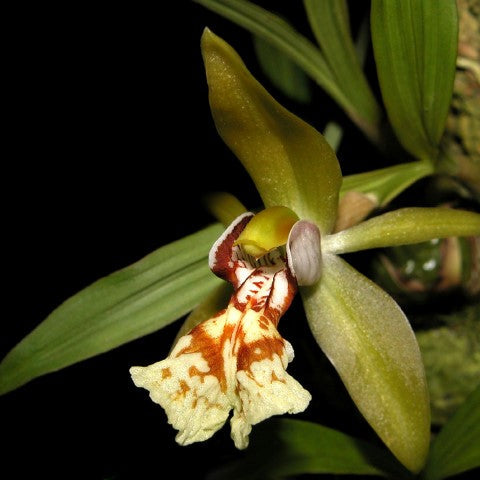 Coelogyne schilleriana