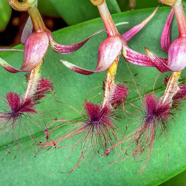 Bulbophyllum barbigerum