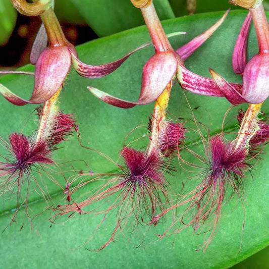 Bulbophyllum barbigerum