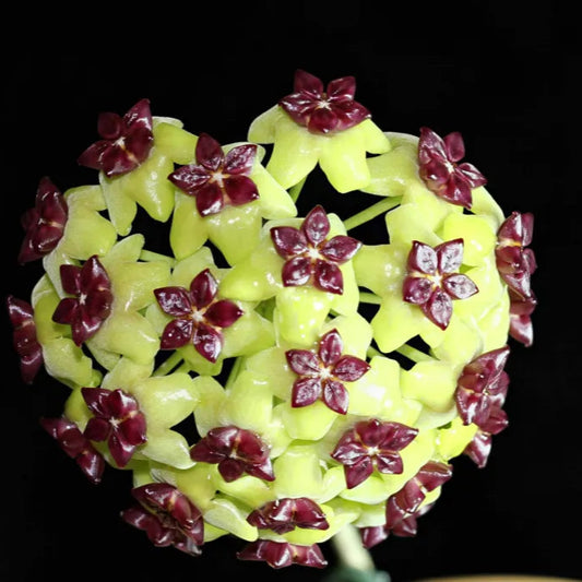 Hoya cinnamomifolia - 4"