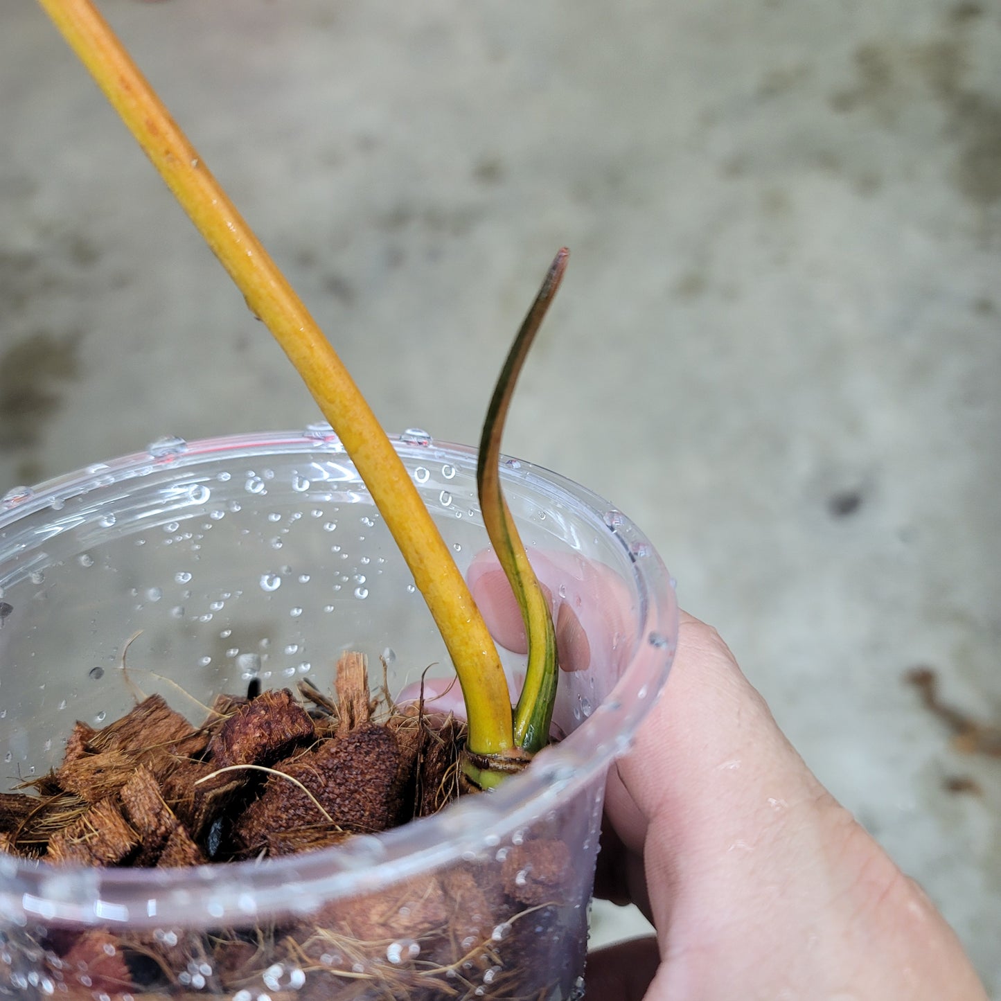 Philodendron billietiae variegated
