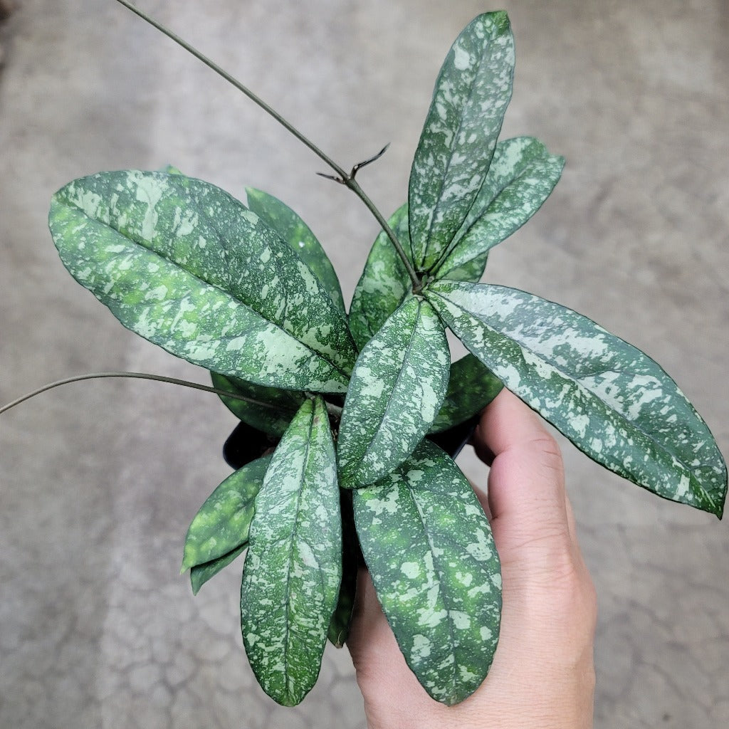 Hoya crassipetiolata splash - 2"