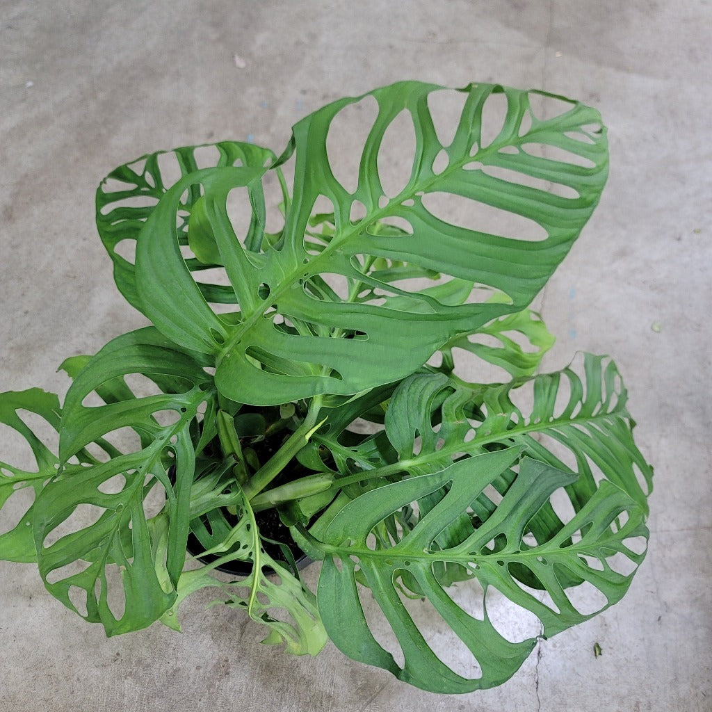 Monstera Esqueleto - 4