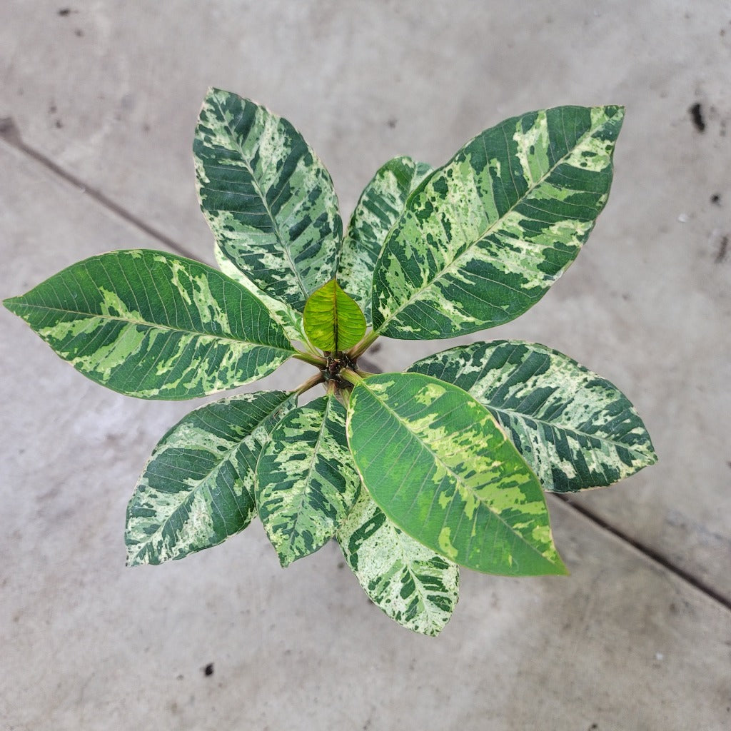 Plumeria 'Freckles' - 4"