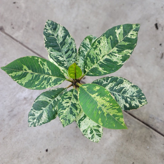 Plumeria 'Freckles' - 4"