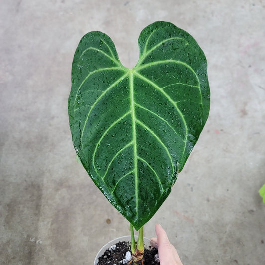 Anthurium regale - 4"