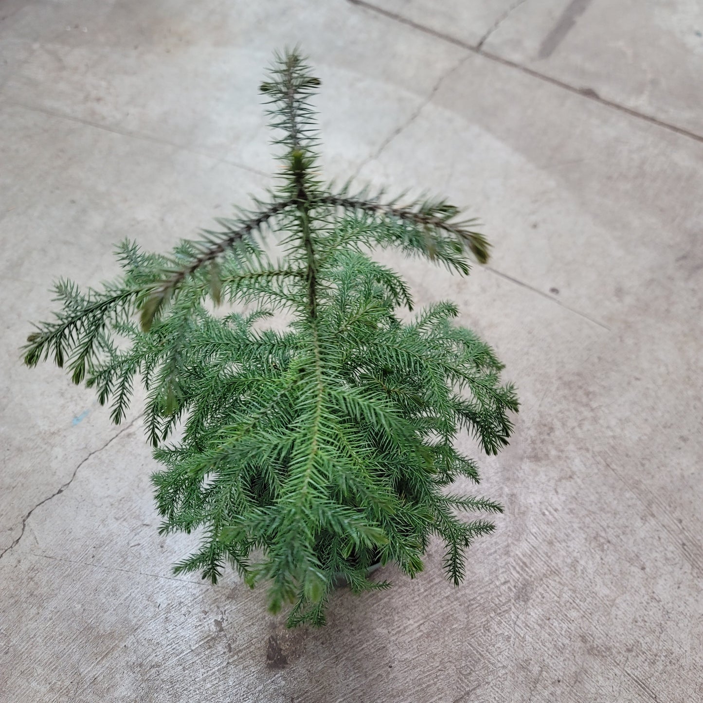Norfolk Island Pine - 6"