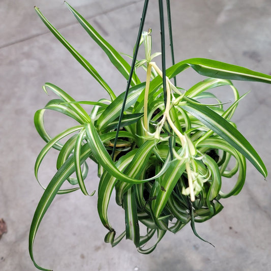 Chlorophytum comosum  'Bonnie' - HB 4"