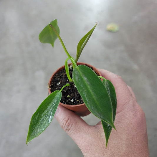 Philodendron spiritus sancti - 2"