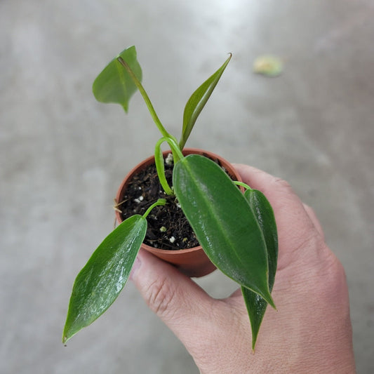 FREE GIFT | Philodendron spiritus sancti - 2"