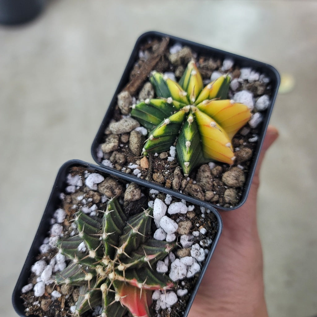 Gymnocalycium friedrichii variegated hybrid - 2"