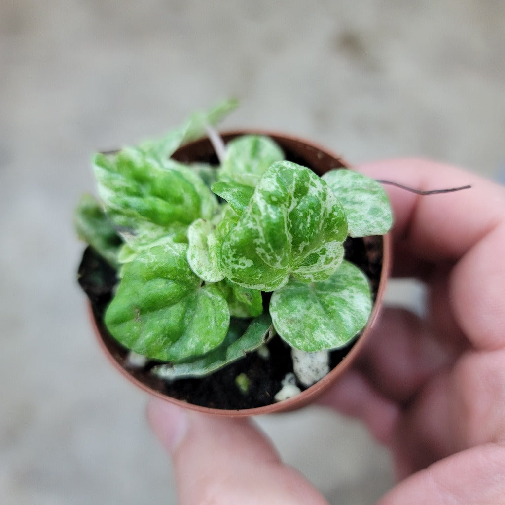 Peperomia caperata 'Freckles' - 2