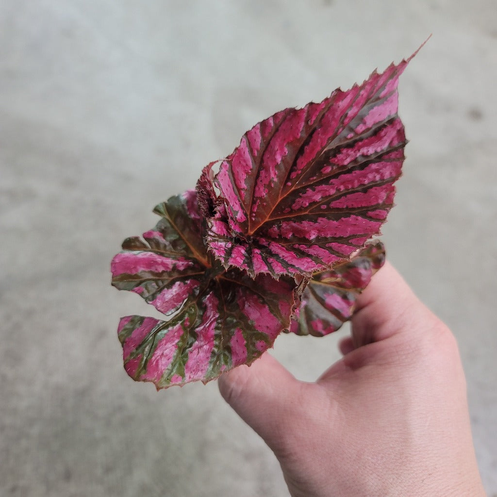 Begonia brevirimosa 'Exotica' - 2