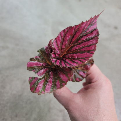 Begonia brevirimosa 'Exotica' - 2"