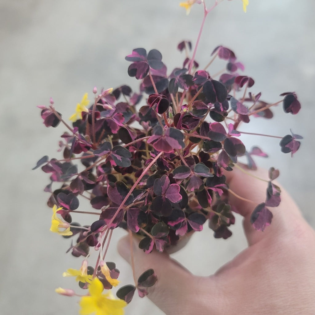 Oxalis 'Plum Crazy'- 2