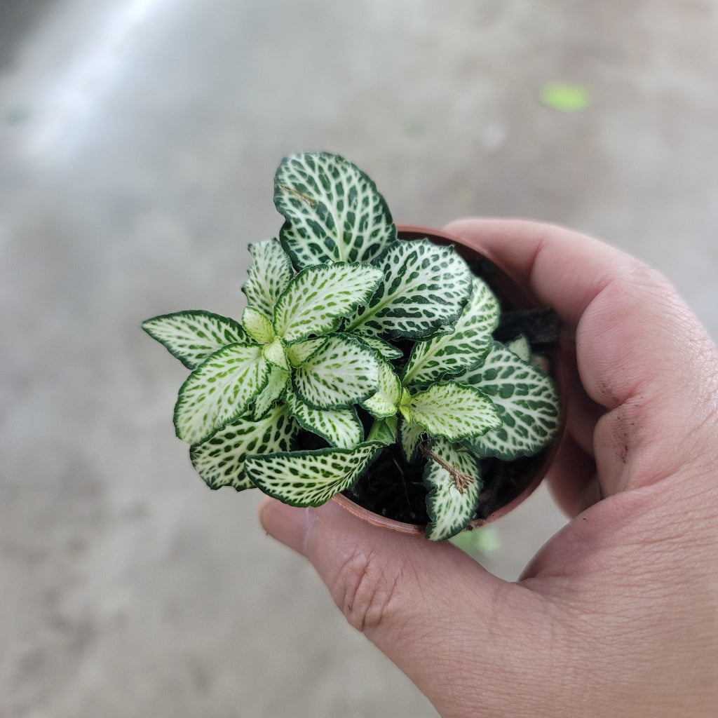 Fittonia 'Lovers' - 2"