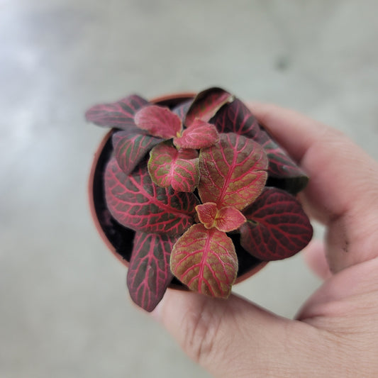 Fittonia 'Red Flame' - 2"
