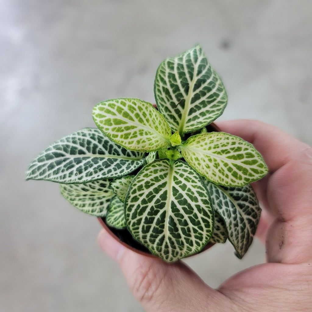 Fittonia 'Whisper' - 2