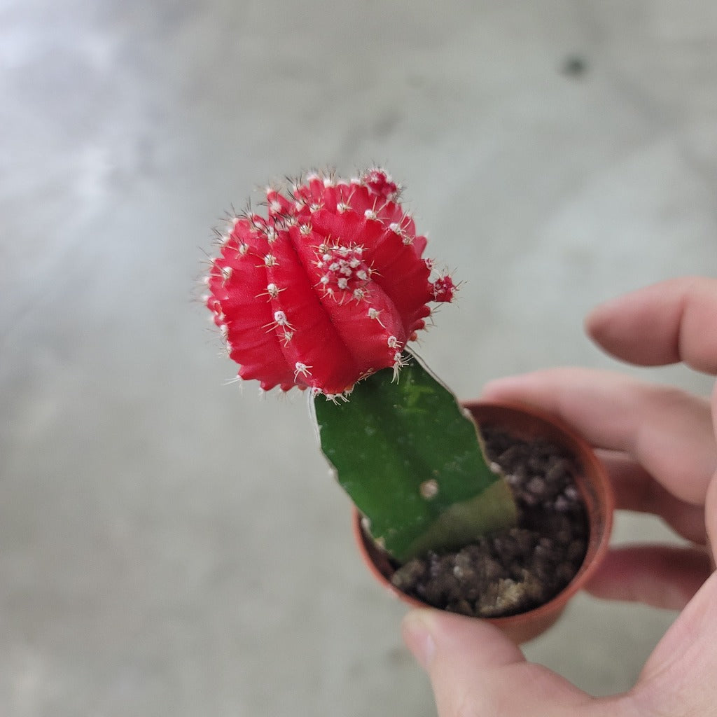 Grafted Cactus assorted - 2"