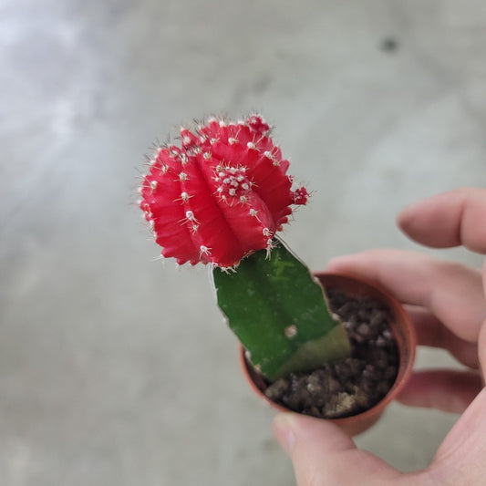 Grafted Cactus assorted - 2"