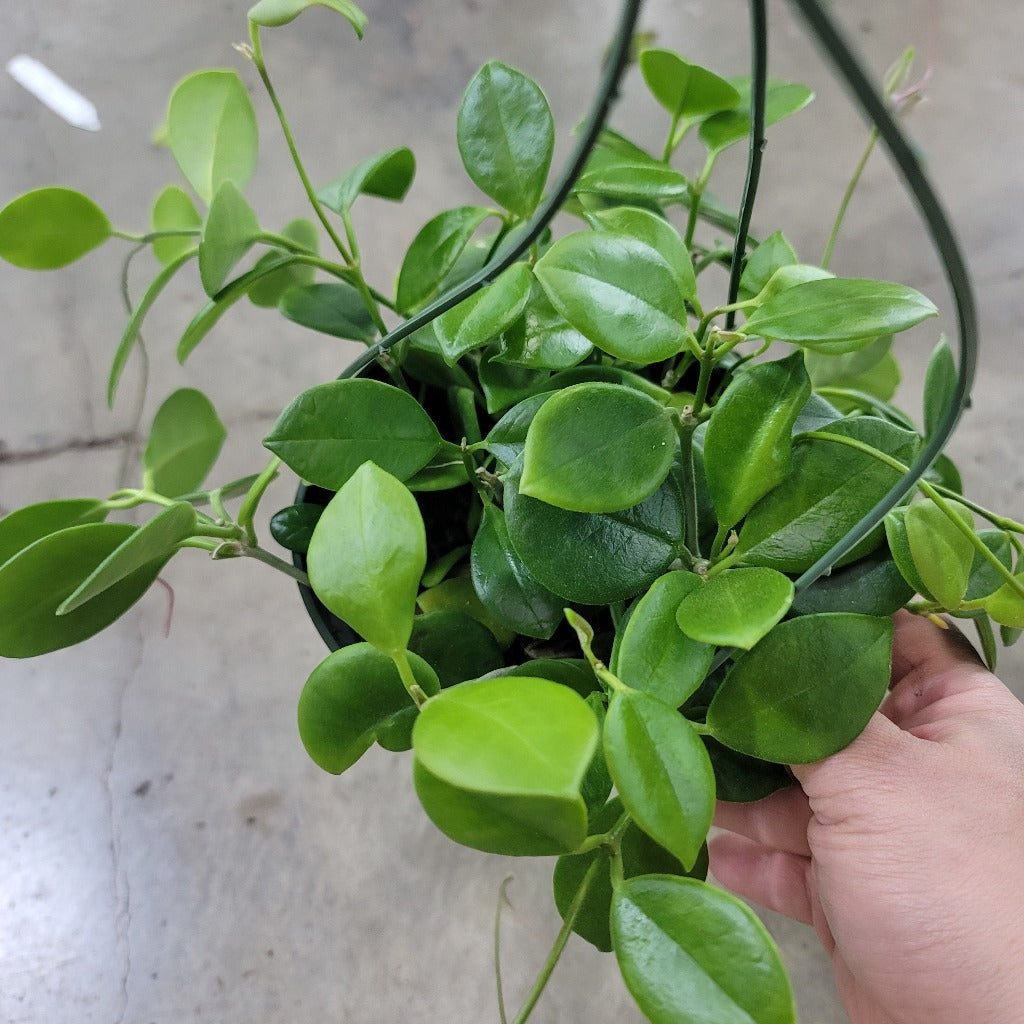 Hoya australis 'Keysii' - 4"