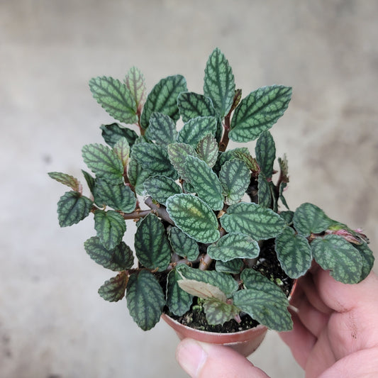 Pellionia pulchra - 4" (rescue)