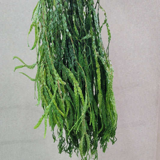 huperzia nummulariifolia
