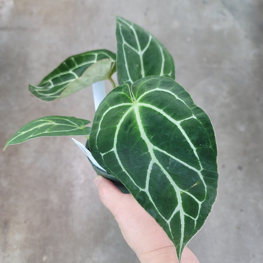 Anthurium crystallinum - 4.5